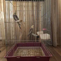 عروس هلندی به همراه قفس