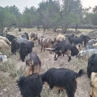فروش ۴۰راس بز کهره دار وشیری