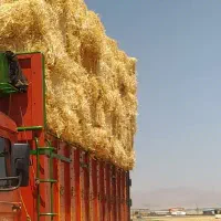 فروش کلش و کاه تحویل دامداری