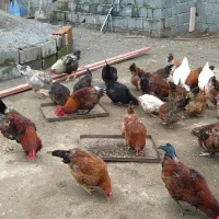 خروس یک ساله محلی