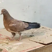 جوجه کله ای