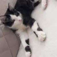 گربه خانگی تربیت شده/واکسینه/بسیار تمیز|گربه|ارومیه, |دیوار