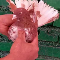 کفتر خوش نقش پرشی