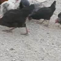 مرغ وخروس کوردی|حیوانات مزرعه|جوانرود, |دیوار