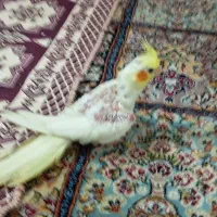 جوجه عروس هلندی