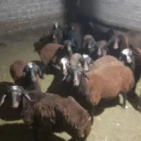 بره نر