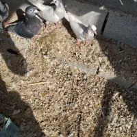 کفتر طوقی|پرنده|بندرعباس, |دیوار