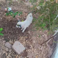 سگ پا کوتاه