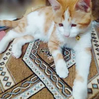 گربه DSHماده سفید و خوشگل فروش فوری