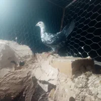 کبوتر|پرنده|تربت‌حیدریه, حاجی یار‎|دیوار