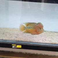 فلاور کامفا مولتی کالر اورنج نر ۱۳ . ۱۴ سانت