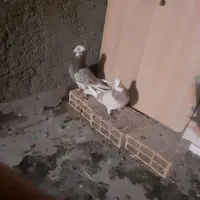 کفتر های آس همه جفت|پرنده|بهارستان, |دیوار