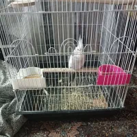 عروس نر وایت|پرنده|مشهد, ابوذر|دیوار