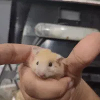 همستر|موش و خرگوش|فولادشهر, B4|دیوار