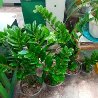 زامفولیا|گل و گیاه طبیعی|کرمانشاه, |دیوار