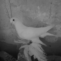 ۳جفت کبوتر لوتی جفت ۲میلیون