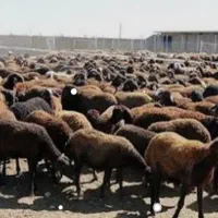 دامداری در محدوده خنج و فیشور . اجاره قیمت تواقفی