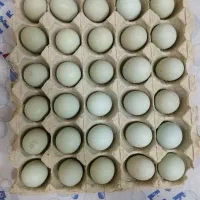 تخم مرغ آبی لاکنزی نطفه دار