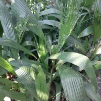 پالم ، یوکا ، شمشاد