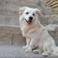 سگ پاکوتاه پشمالو