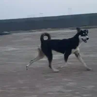 سگ  ژرمن  ماده|سگ|اهواز, اسلام آباد غربی|دیوار