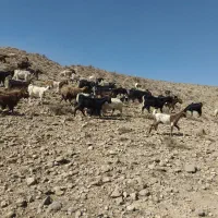 بز همه جوان جنس خوب دورگ فروشی|حیوانات مزرعه|فیروزکوه, |دیوار