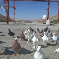 ۴۰عدد کبوتر فروشی|پرنده|پاوه, |دیوار