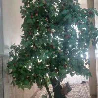 فروش درخت گیلاس جنس اصل عربی