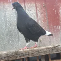 کفتر سرور و ابلغ کاکلی و زاغ دست سفید
