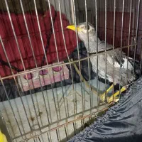 جوجه مرغ مینا سخنگو سالم بازی گوش|پرنده|بم, |دیوار