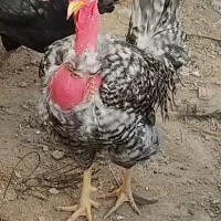 خروس گردن لختی خالص زیر مرغی