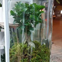 انواع گل وگیاه آپارتمانی زاموفیلیا بونسای جیسینگ و