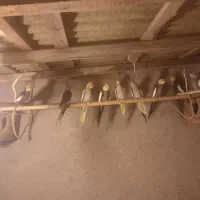 عروس هلندی ۶ جفت یکجا بفروش میرسد