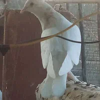 کبوتر طوقی جوجه|پرنده|قم, قلعه کامکار|دیوار