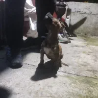 توله سگ پیتبول نر شناسنامه دار