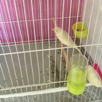 قناری|پرنده|مشهد, محمدآباد|دیوار