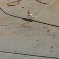 پرنده