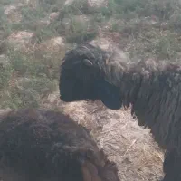 3تامیش ابستن ۲ماه به بالا|حیوانات مزرعه|گتوند, |دیوار