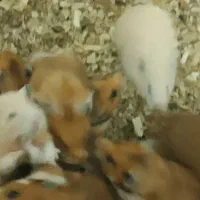 فروش همستر کمپل|موش و خرگوش|علی‌آباد کتول, |دیوار