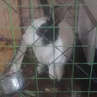 خرگوش خانگی|موش و خرگوش|رباط‌کریم, الارد|دیوار