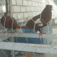 کفتر اشعل