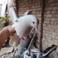 کفتر|پرنده|قم, جمکران|دیوار