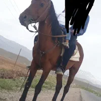 اسب، سواری سر دوم گیر|اسب و تجهیزات اسب‌سواری|لاله زار, |دیوار