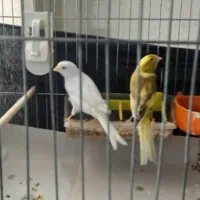 یه جفت قناری نر ماده خوشکل و آماده جفت