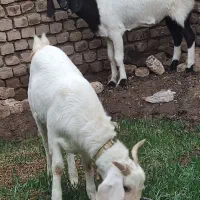 بز شیردار وبز غاله  نسل دار پاکستانی ونژاد گلابی