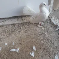 کبوتر دم چتری و جوجه پلاکی