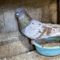 هما|پرنده|قشم, |دیوار