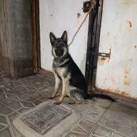 سگ ژرمن|سگ|بم, |دیوار