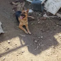 سگ ماده زرمن دوساله حرف گوش کن