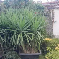 یوکا جعبه ۸۰